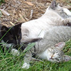 SmugMug > all-time keyword > three > Kittens that followed me home